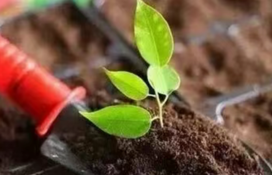 生物有机肥为何能改善农产品品质、提高土壤肥力？