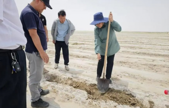 培育出大量神奇的“超级作物”，中国科学家要让这片“死亡之土”活起来