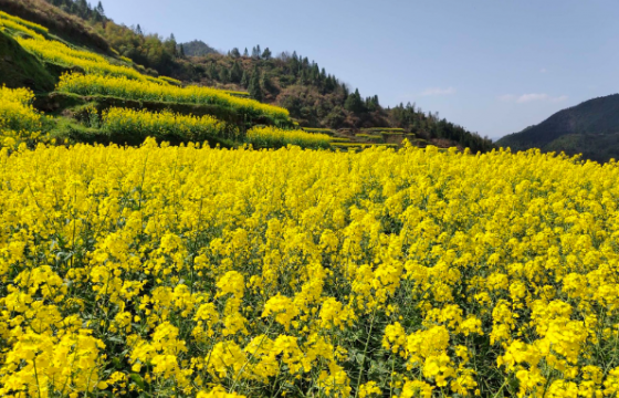 2026年冬油菜春季管理技术意见