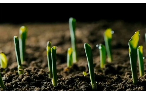 2025中国种业十大热词丨年终盘点