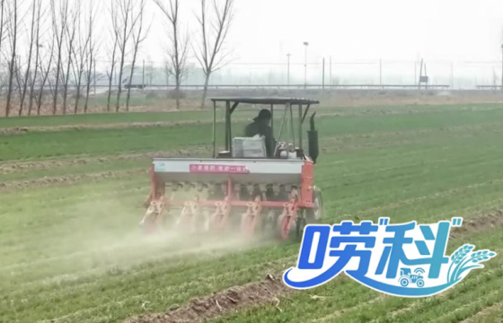 晚播小麦苗情怎么样？春管需要注意啥？｜唠“科”