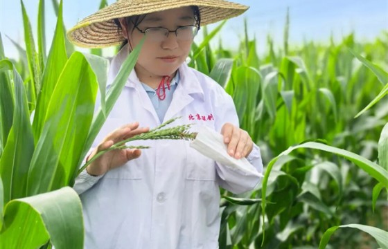 王爱芬：更喜欢在地里和玉米“对话”丨种业她力量