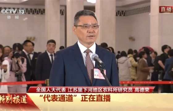 高德荣在“代表通道”点赞扬麦25：两端发育快破解迟播难题