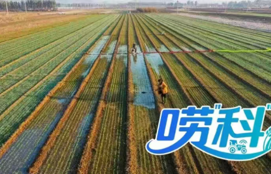 小麦遇到“倒春寒”怎么办？苗情不同，如何分类施策？｜唠“科”