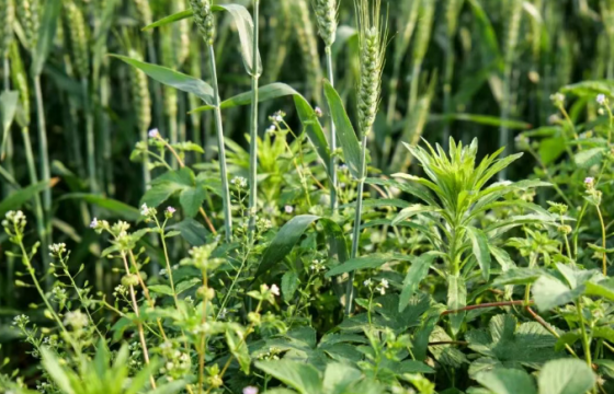 除草剂越用越不灵？原来杂草在偷偷 “开挂”！