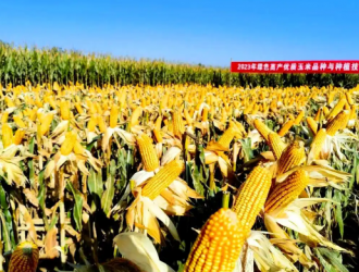 玉米“中国芯”：从一粒良种到万里粮川的科技跨越
