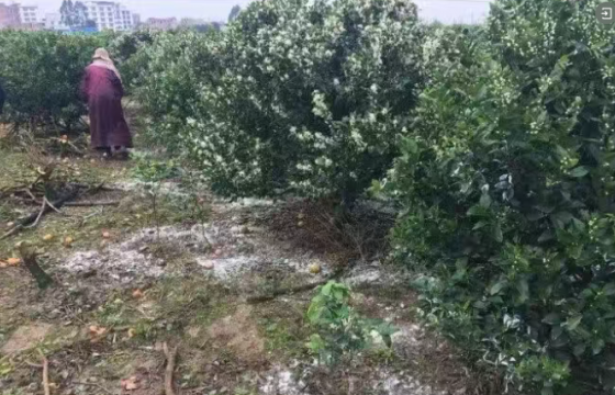 关于腐植酸肥你知道多少呢
