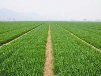 2025年小麦和油菜有害生物抗药性监测报告