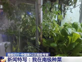 在南极种菜是什么体验？
