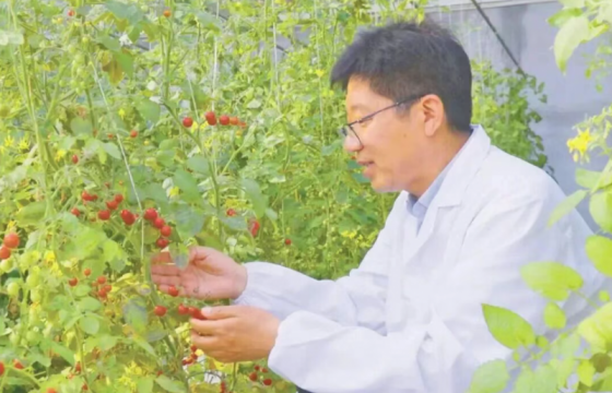 这颗中国番茄何以实现高端突围