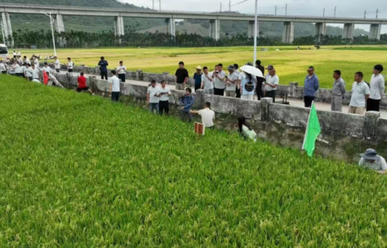 洞察优质稻产业大势，看兴隆种业这波操作