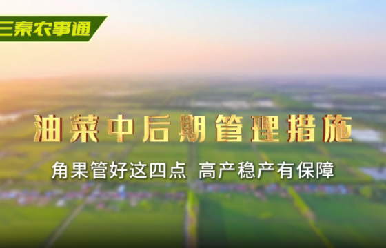 油菜角果期管理关键期要谨记这四点！