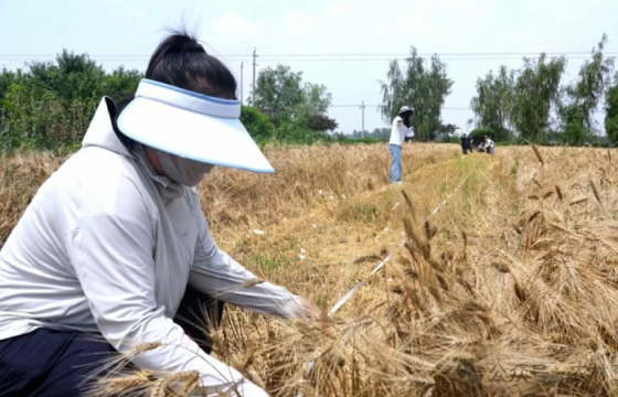 硬粒小麦新突破！国产杜兰小麦首次实现规模化丰收