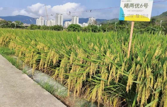 飓势向上！隆平种业超级稻大单品引爆市场