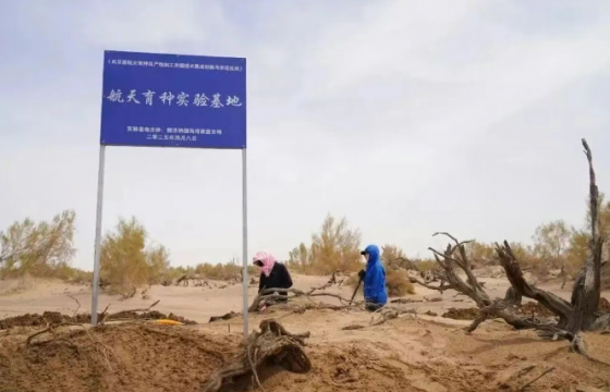 “太空种子”沙漠开花，生长周期缩短近一半