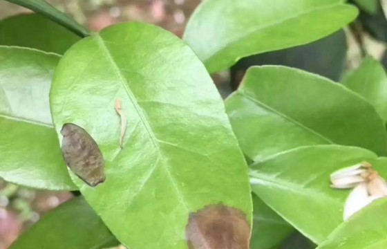 农作物炭疽病全解