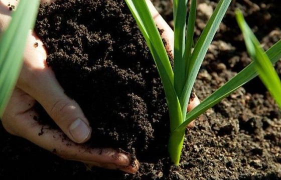 腐植酸肥料：农业生产的“增效宝”