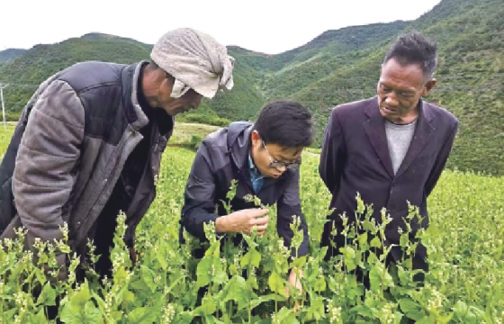 中国荞麦产业走向世界舞台