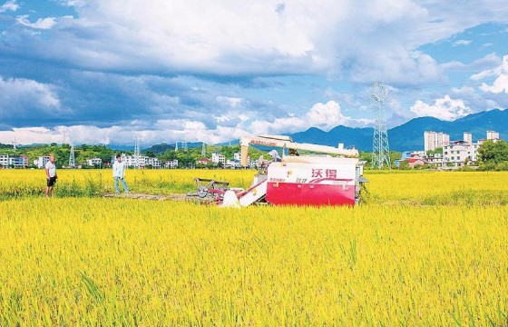 农机战“双抢”　全力护粮安