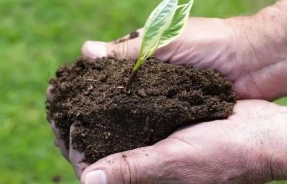 如何正确使用生物菌肥？做好这几点！