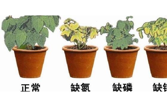 为何是“氮磷钾”而不是“磷钾氮”？你真的了解氮磷钾吗？
