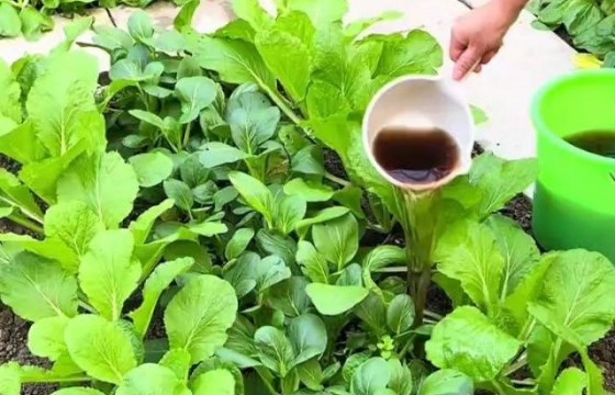 施肥防治病虫害！绿色农业的新路径