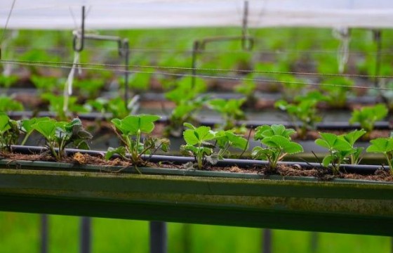 如何科学施用水溶肥？这样做，提质增效！