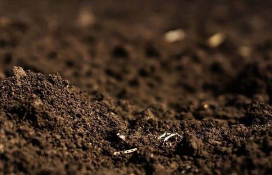 微生物菌肥施用指南：掌握禁忌，提升肥效