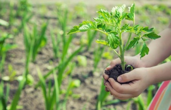 【涨知识】环境条件是怎么影响植物吸收养分的？