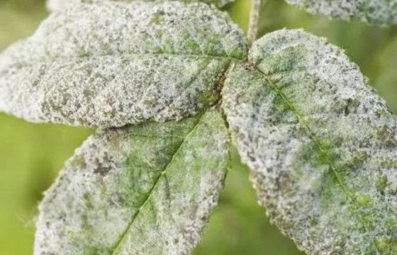 作物主要病虫害——白粉病