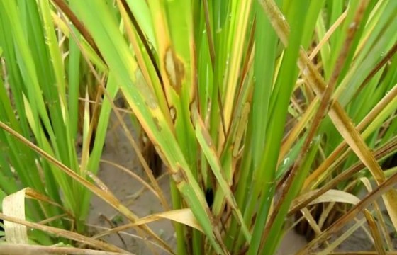 作物主要病虫害——稻纹枯病