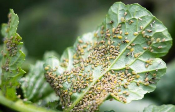 作物主要病虫害——蚜虫
