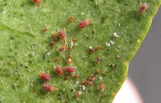 作物主要病虫害——红蜘蛛病害