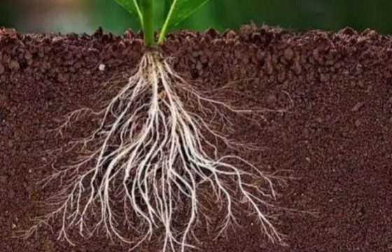 植物根系的形态及在土壤中的分布