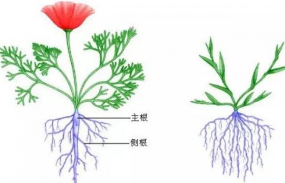 植物侧根的形成