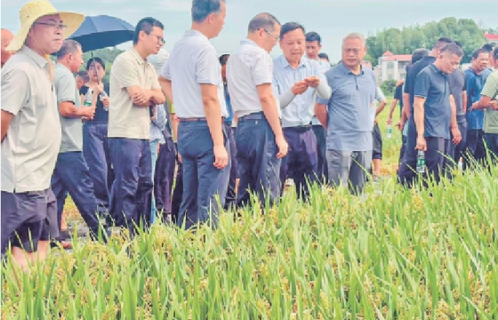 良种集中亮相　农户看禾选种