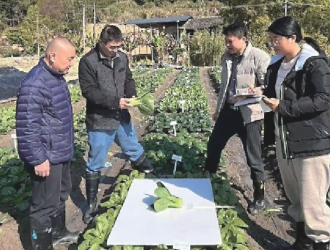 看千年本土菜如何摆脱“洋种子”依赖