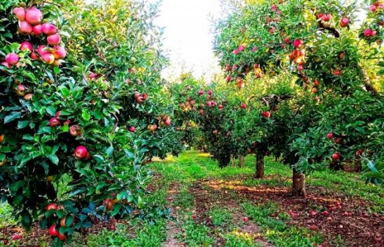 磷酸二氢钾什么时候用？抓住这六个"黄金节点”