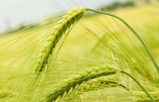 大量元素水溶肥为啥深受欢迎？