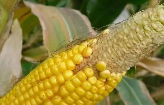 玉米秃尖咋回事？原来问题出在这！