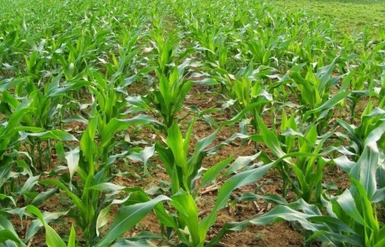 玉米苗后除草剂什么时候打安全？怎样打效果好？