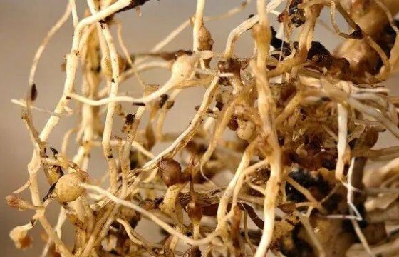 警惕！减产绝收元凶竟是它—根结线虫！